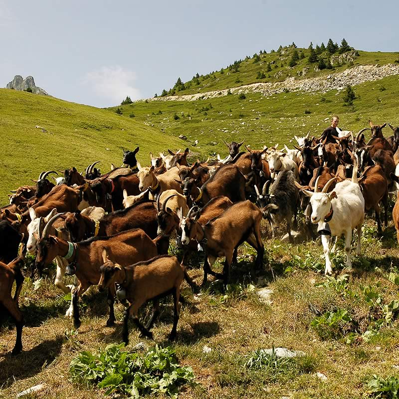 Chevrotin-Fromage-de-chevre-AOP_Page-TERROIR-ET-TERRITOIRE_chevre-en-alpes