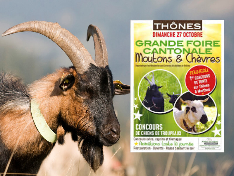 Fromage Chevrotin - Foire cantonale de Thônes chèvres et moutons