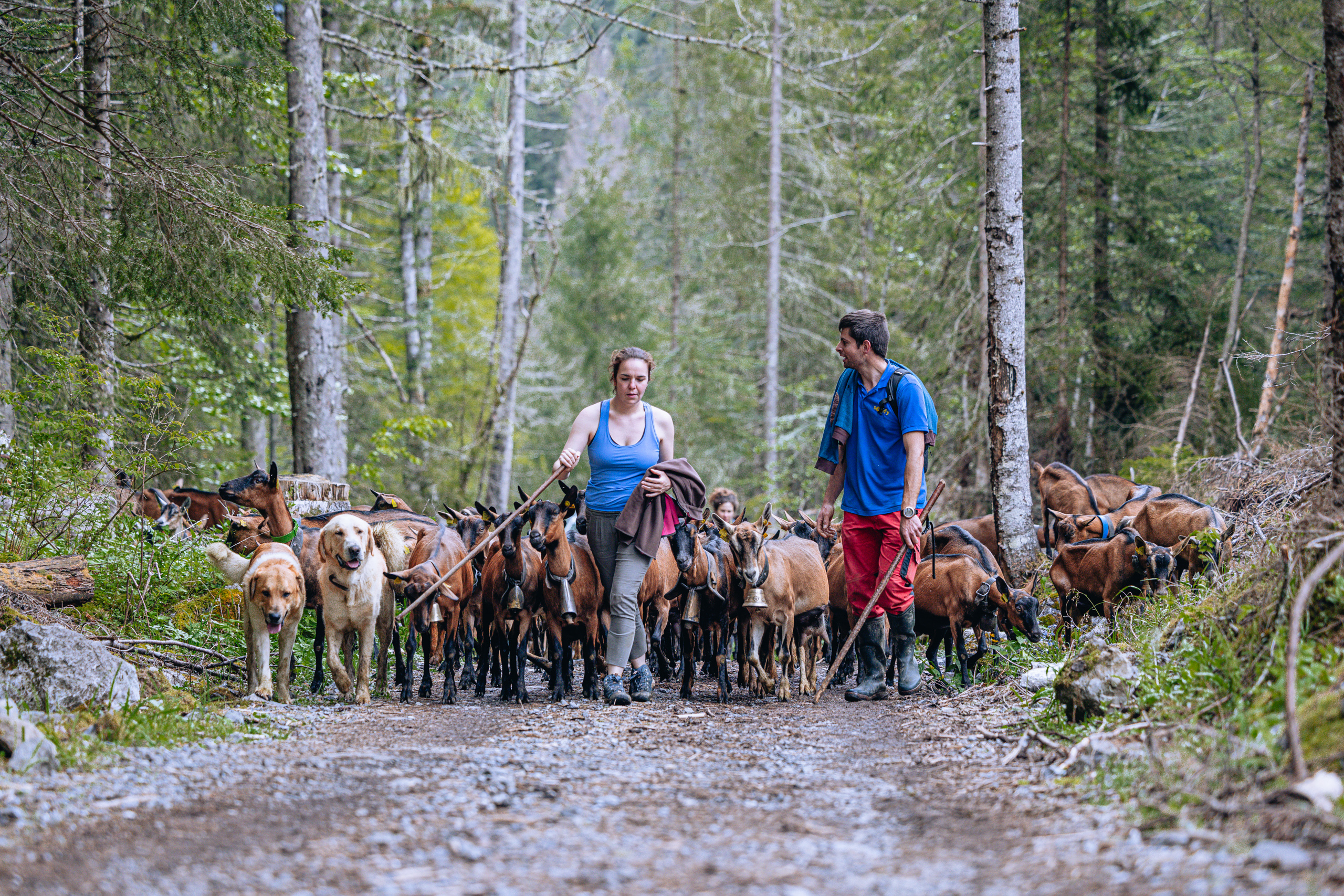 2024-05-27 - La Ferme des Cabrettes - Alpcat Medias - 9P4A5872_SD